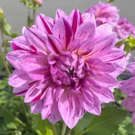 Nr 21 Haus Voglreiter * Kaprun