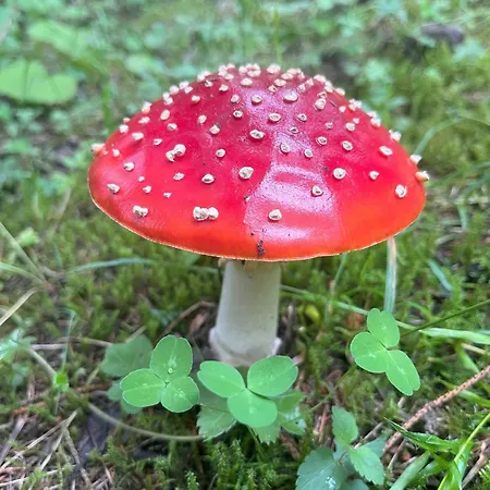 Apartman Nr 21 Haus Voglreiter