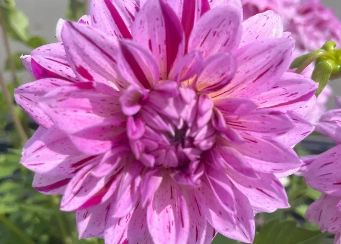 Nr 21 Haus Voglreiter * Kaprun